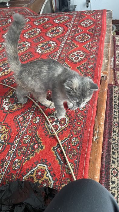 Скотиш фолд сотилади