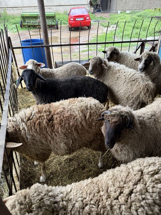 Бараны откорм  жирные