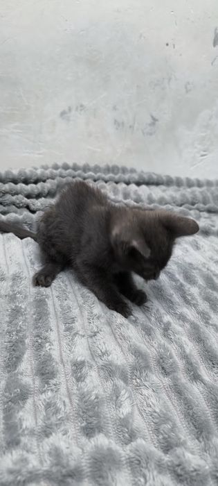 2 кошечки, серенькие