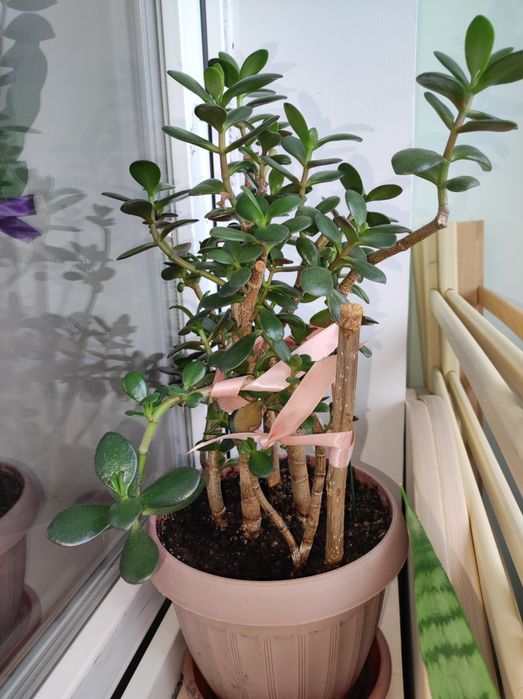 Денежное дерево/Толстянка/Крассула