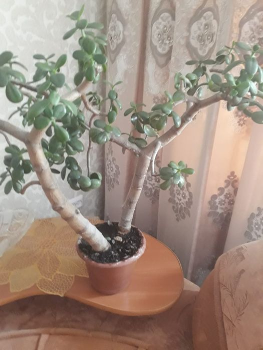 Цветок- дерево ,,Толокнянка" 53 см.