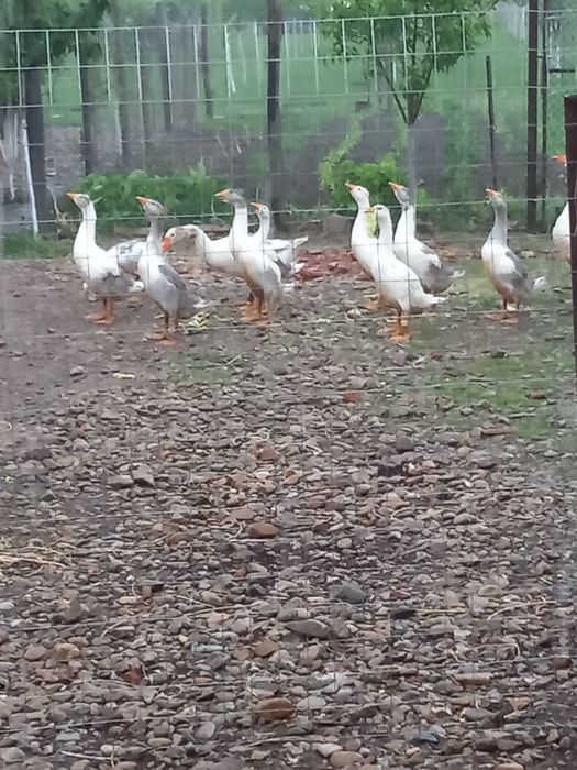 Ouă de gască de carne.