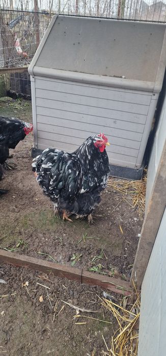 Vand cocosi cochinchina bobat urias