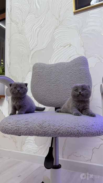 Скотиш Фолд котята