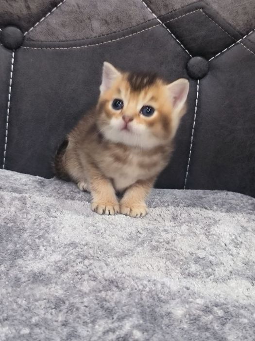 Котята шиншиллы фолды