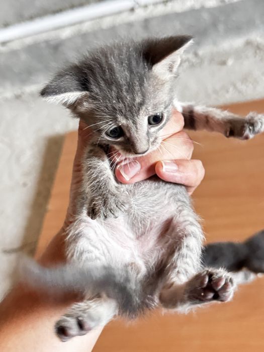 Отдам котят бесплатно