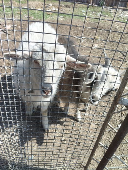 Продам коз срочно