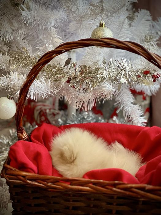 Мини померан померан