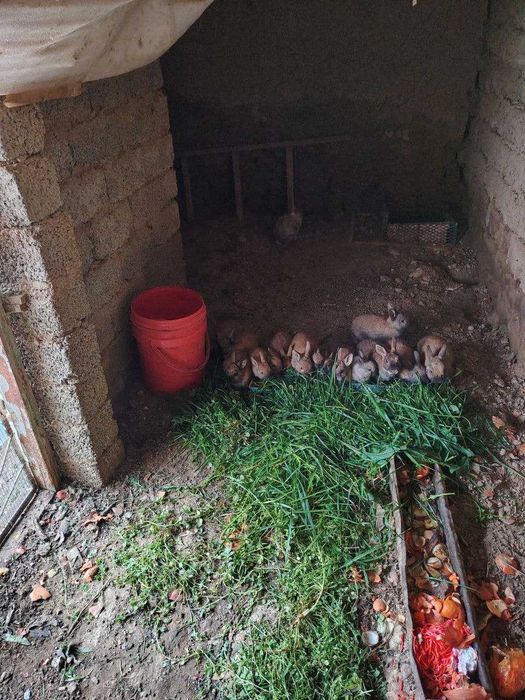 Karlik quyonlar sotiladi optom