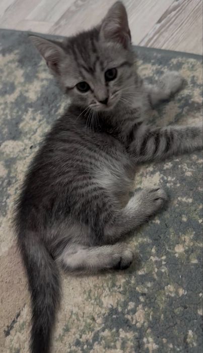 Котенок Скотиш фолд