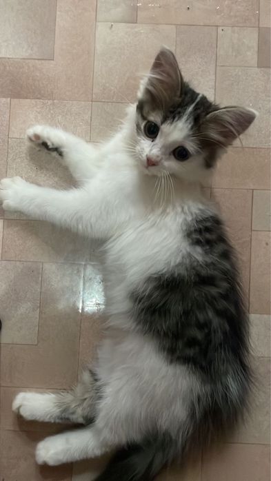 отдам котенка в добрые руки