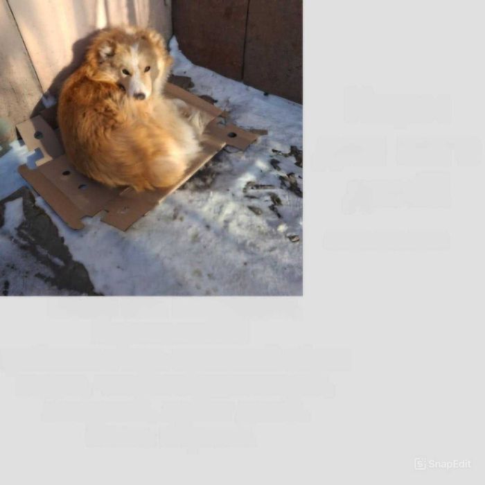 Песику очень нужен дом!