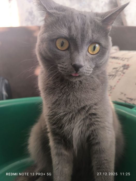 котёнок красивый