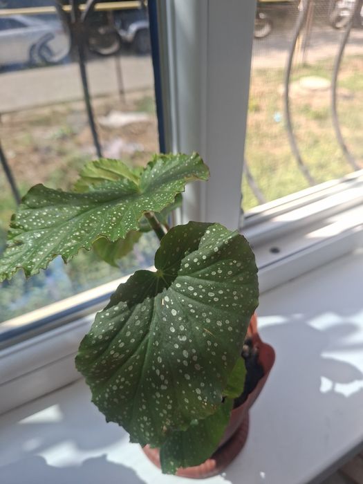 Бегония коралловый продам