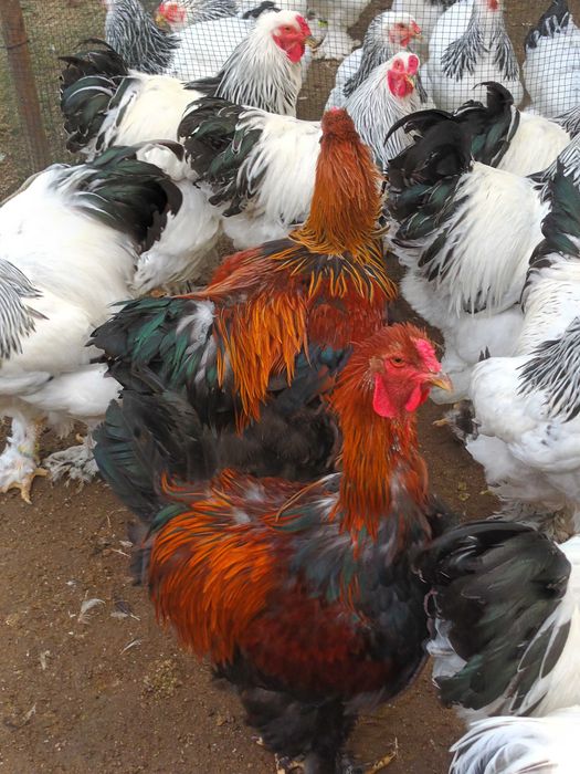 Brahma hd si potarnichiu cocosi 2026
