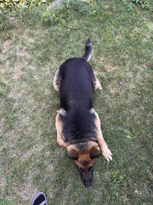 Кобель немец на вязку