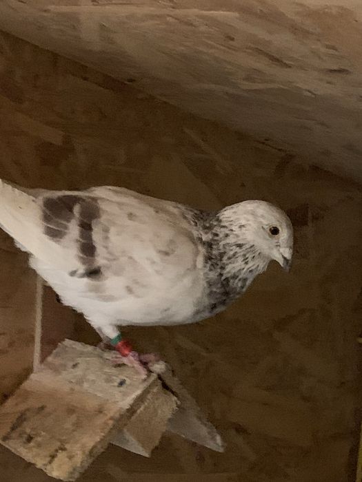 Vand porumbei voiajori si ceas spedy ii vand din lipsa de timp