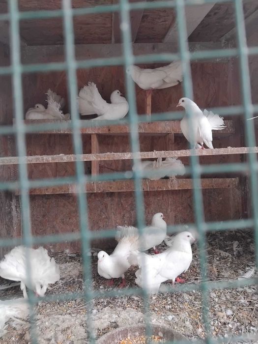 Porumbei albi rasă de frumusețe