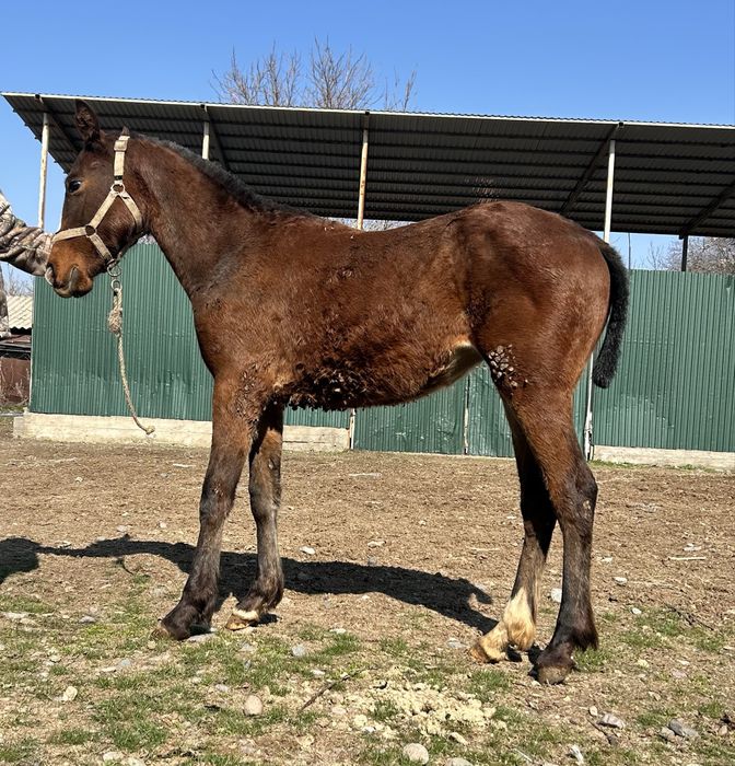 Англо араб тай….