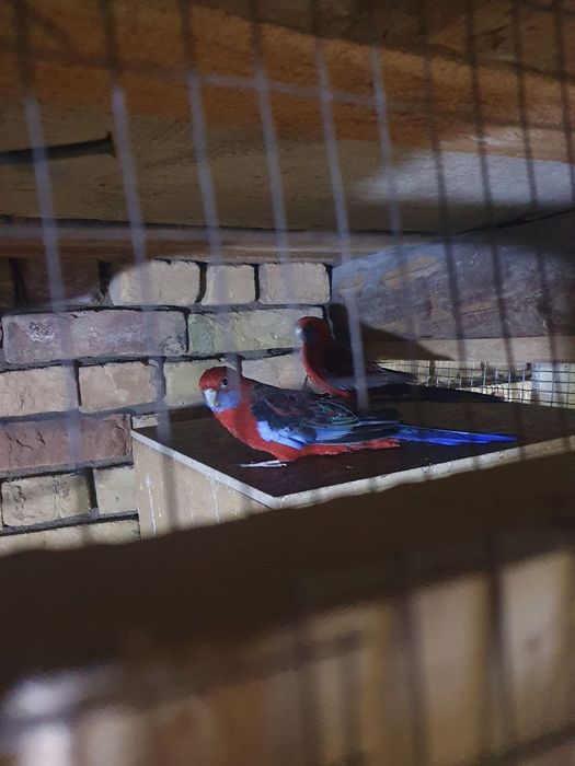 Toʻti penat sogʻlom qushlar raglari tiniq