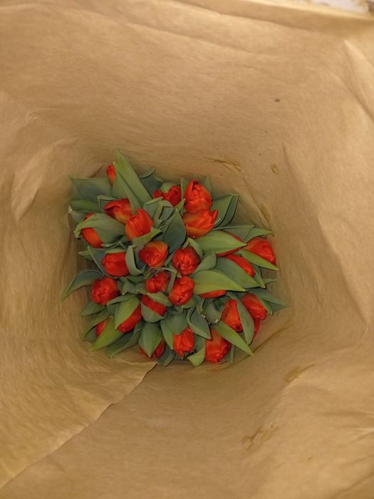 Цветы на 8-марта Тюльпаны