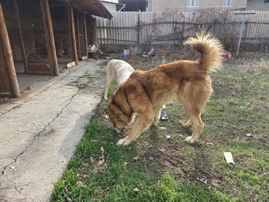 Продаются взрослые собаки