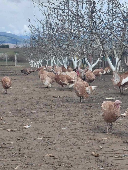 Продавам оплодени яйца от пуйки