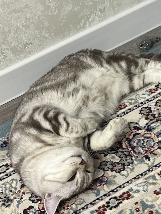 Британский короткошерстная кошка