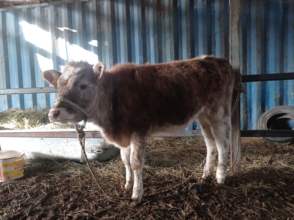 Ұрғашы торпақ сатылады.