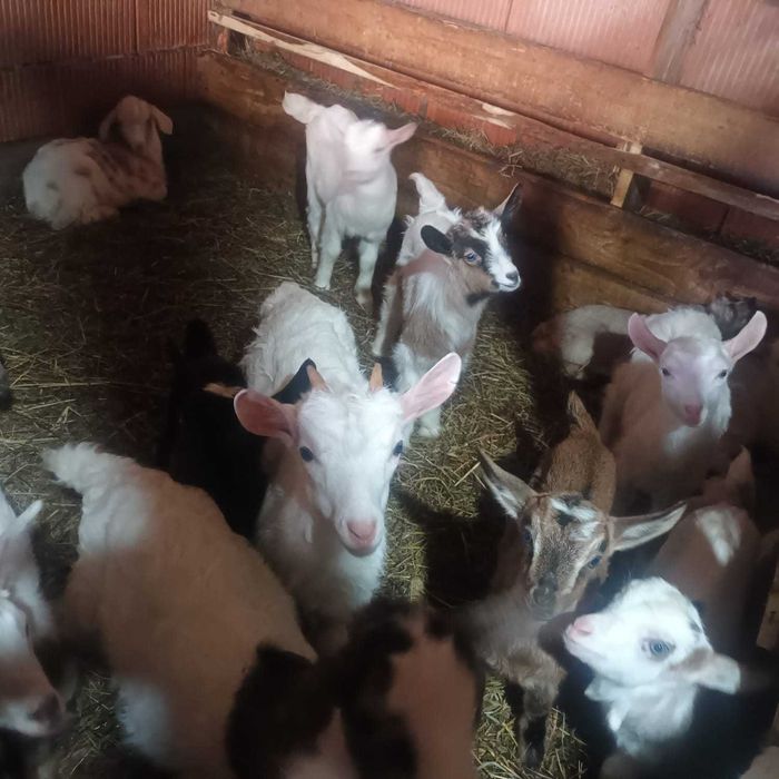 Vând iezi și capre gestante | Pret negociabil