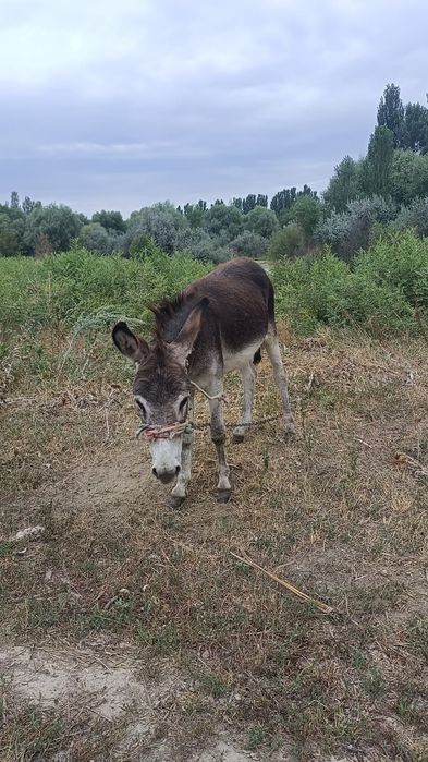 Продам ишака годовалого