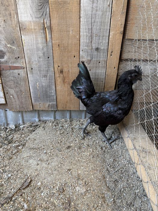 Cocos Ayam Cemani