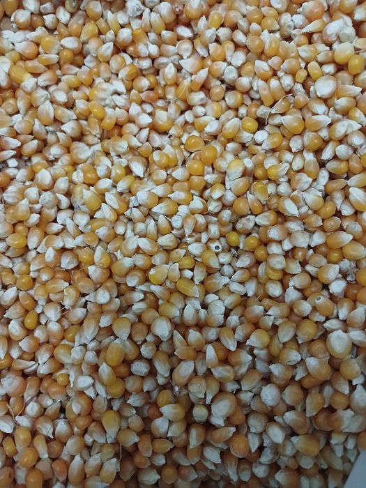 Попкорн дони. Сифати зур.