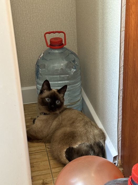 Отдаю особенного кота