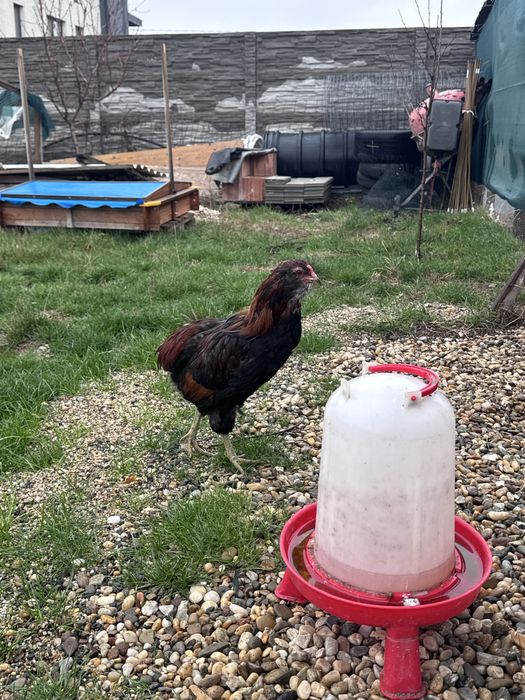 Cocoș Araucana 7 luni