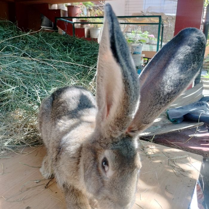 Femele și Masculi Uriaș German rasă pură. 7 Luni