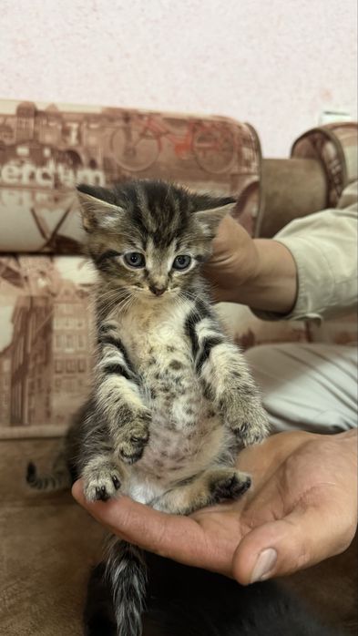 Отдаем котят в добрые руки