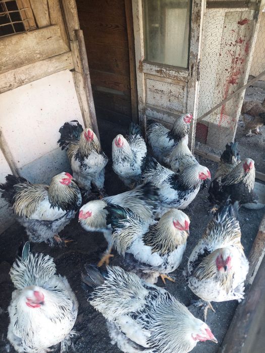 Brahma de vanzare și oua