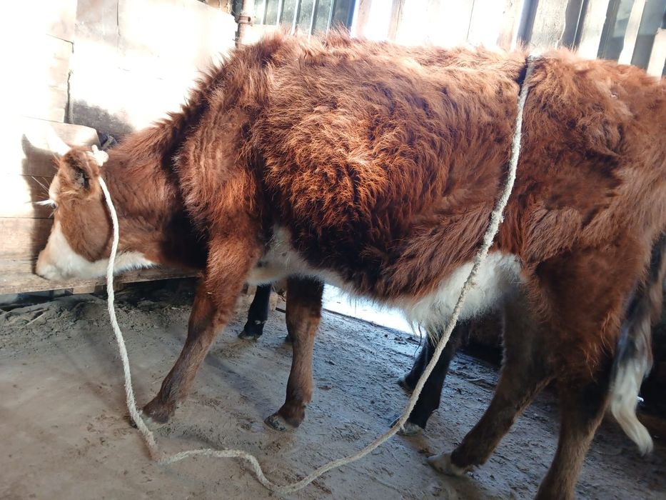 Баспақтар сатылады