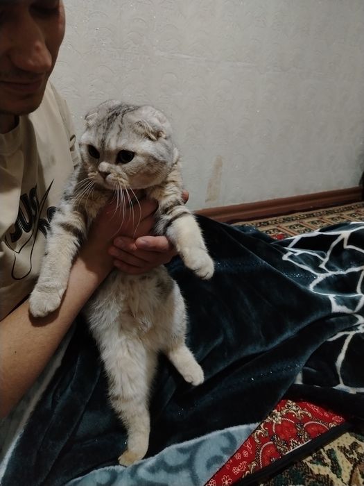 Holati zur mushukcha