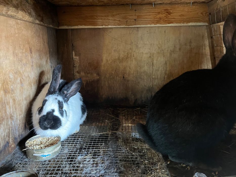 продам кроликов.