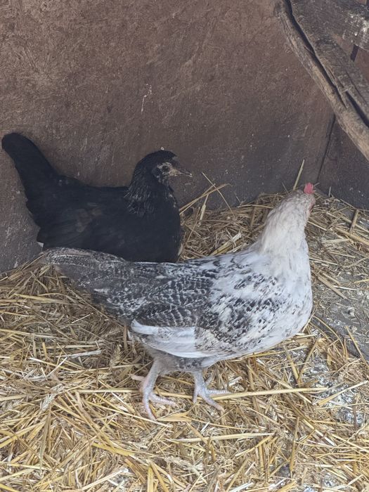 Vând puicuțe de rasă (Marans, Fayoumi, metiși), sănătoase, crescute la curte. Preț: 60 lei/bucata. Ridicare personală din Drobeta-Turnu Severin.