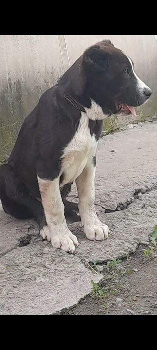 Породные щенки алабая