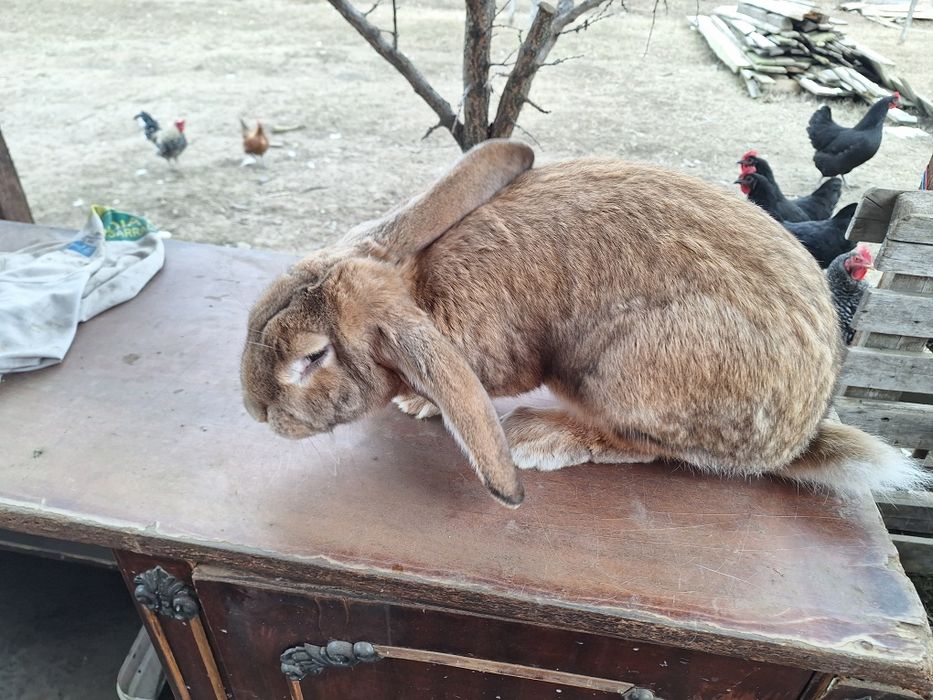 Iepure mascul 5,7 kg