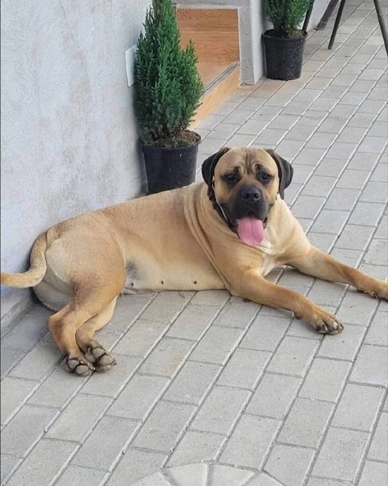 Mascul cane corso
