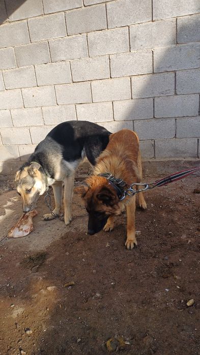 осы екі овчарка ның күшік тері бар