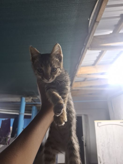 Отдам котят в хорошие руки