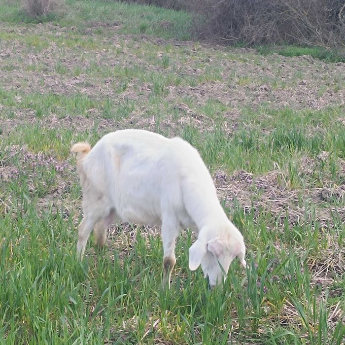 Продавам кози, яре и пръч.