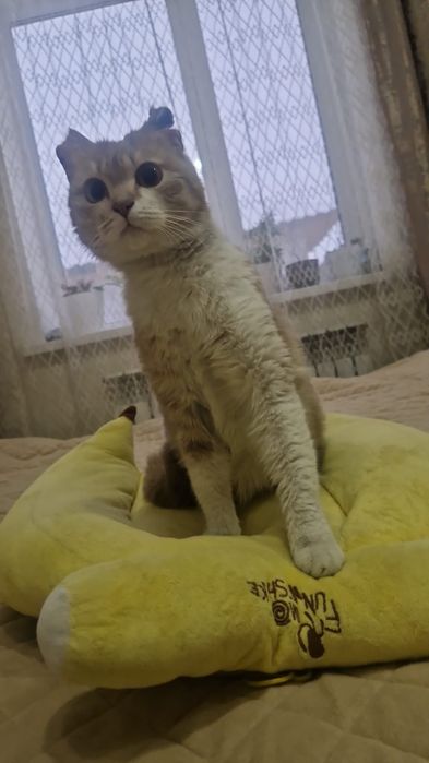 Кошечки приучены к лоточку и когтеточке