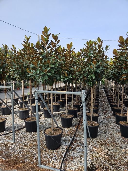 Magnolia grandiflora copac și tufa